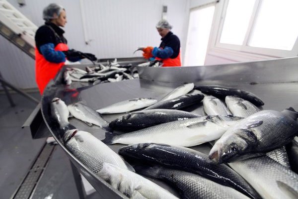 Las plantas pesqueras han reconfigurado sus operaciones bajo el nuevo esquema. Foto: Bloomberg
