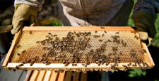 En 15 años Chile podría perder las abejas o convertirse en su último refugio