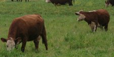 Más de 7.000 vacas chilenas llegan a China en el primer embarque de ganado a ese país