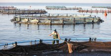 Crisis del salmón: gobierno y trabajadores instalan mesa por recortes de producción