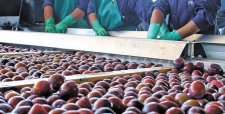 Ciruelas, madera y carne de ave lideran productos que se salvaron de la baja de exportaciones en 2015