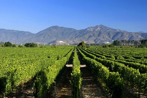 China sigue liderando la compra de vinos chilenos
