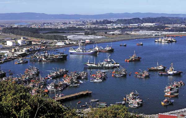 Industria en alerta por proyecto de ley que limita pesca de jibia