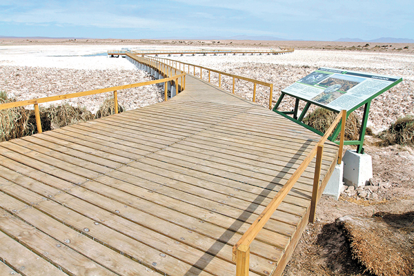 Tribunal Ambiental suspende extracción de agua del salar de Llamara a SQM