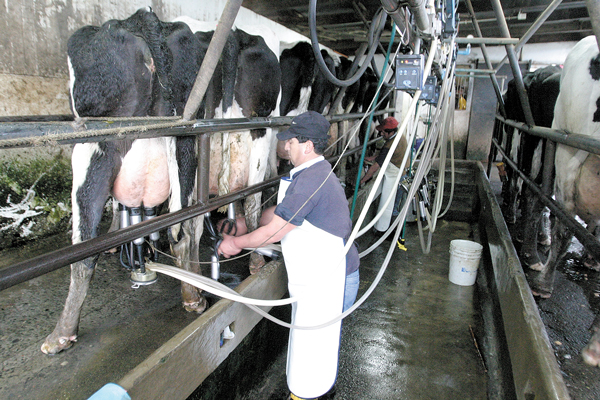 Lecheros rompen tendencia a la baja y prevén elevar producción en 2017 y 2018