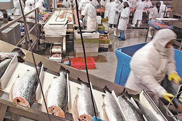 Apertura del libro de órdenes de Salmones Camanchaca recibe alta demanda y se aprueba prospecto de OPI en Noruega