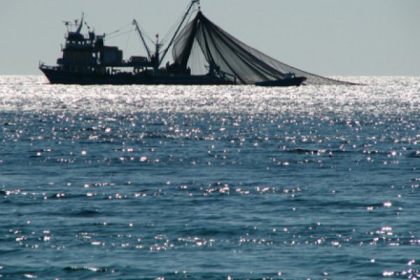Asipes llama a fortalecer Sernapesca