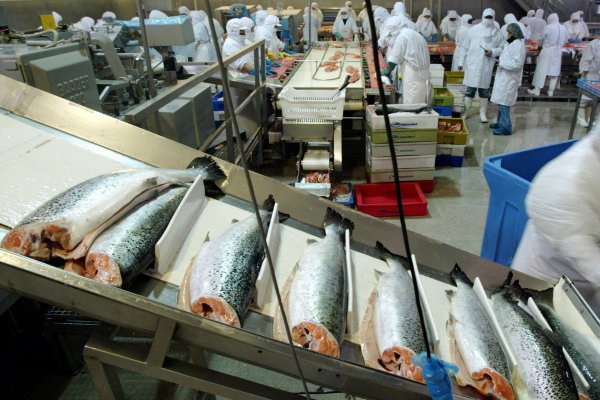 Salmones Camanchaca recauda más de US$ 100 millones en inédita apertura simultánea en Bolsas de Santiago y Oslo