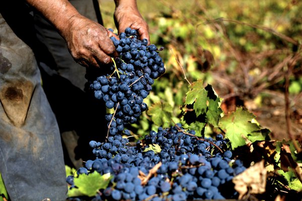 China se mantiene como principal destino de vinos chilenos en 2017