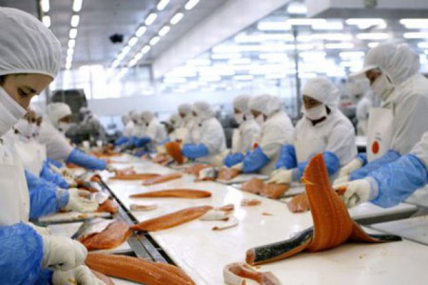 Efecto Marea Roja: Salmonera Invermar informó pérdidas por US$ 8,25 millones