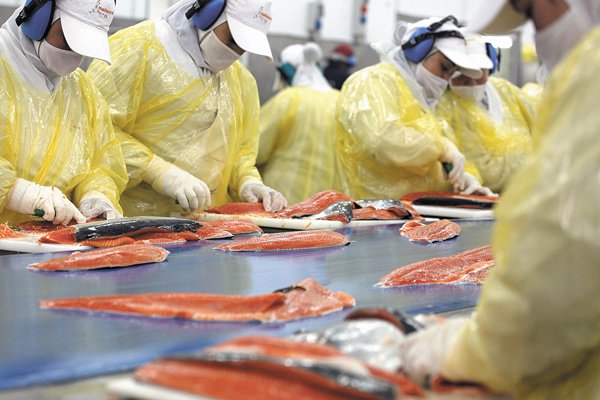 Marine Harvest hace castigo en Chile por US$ 110 millones