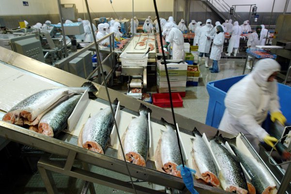 Salmón Chile baja las alarmas por bloom de algas y ratifica que efectos han sido menores a crisis de 2016