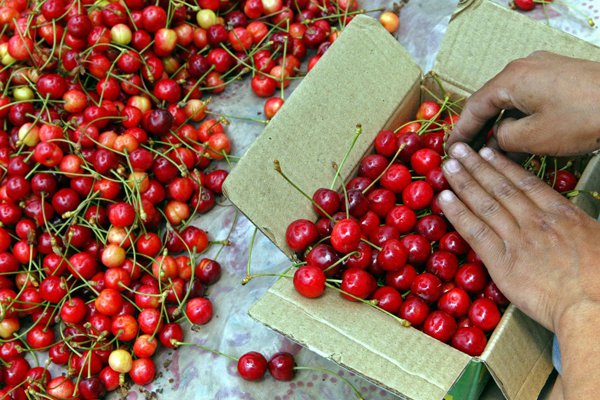 Cerezas refuerzan campaña en China