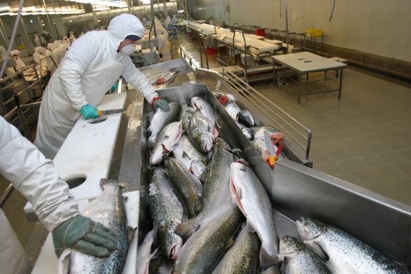 AquaChile se abrirá a bolsa en Oslo y usará recursos para financiar compra de firmas rivales