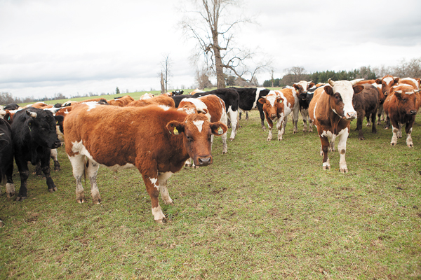 Prolesur revive conflicto en sector lácteo tras recorte en precio de la leche