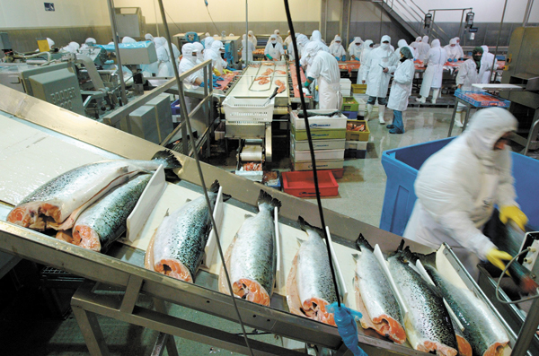 Industria salmonera se reordena: prevén mejor tendencia en precios y aumento de producción