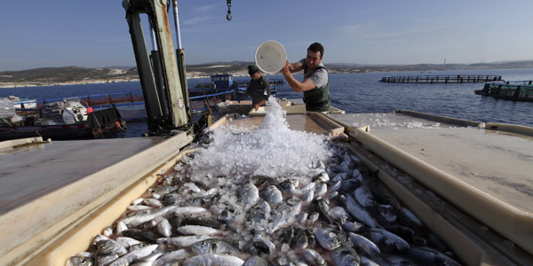 Gremio acusa irregularidades en medida del gobierno que prohíbe pesca de arrastre