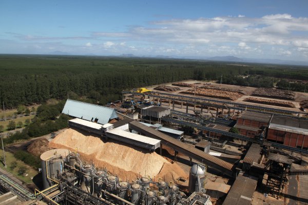 <p>Mayores productoras mundiales de celulosa de eucalipto despejan el camino para su fusión</p>
