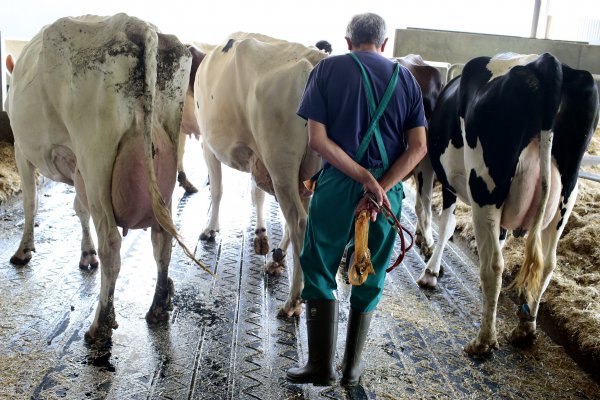 Conflicto lácteo se intensifica: recorte en precios de Prolesur gatilla fuga de productores