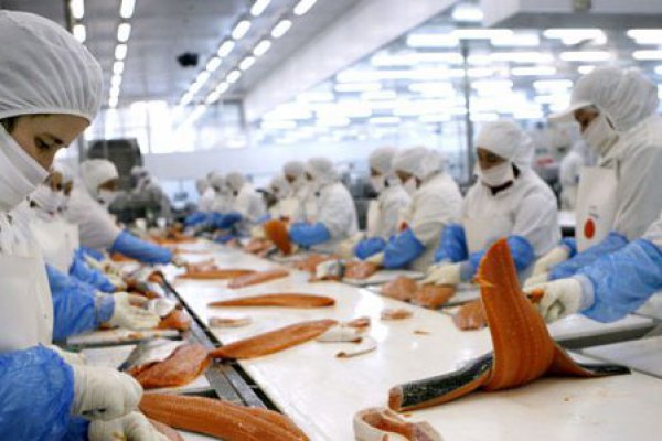 <p>AquaChile presenta oferta para adquirir salmonera de Friosur en unos US$ 200 millones</p>
