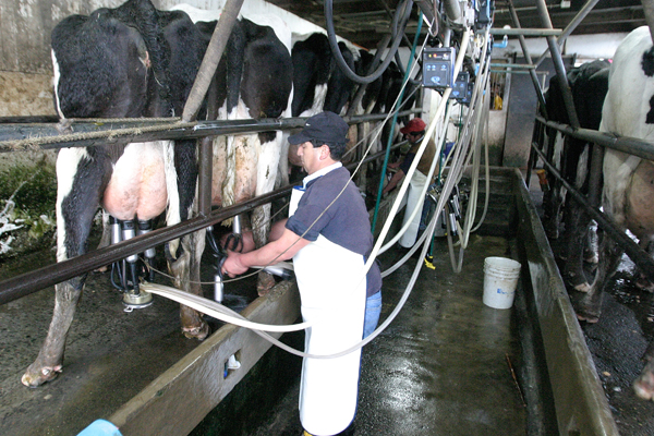 FNE descarta abuso en condiciones de compra de leche a productores