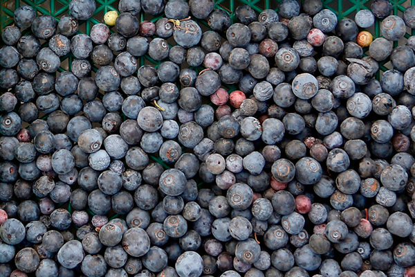 El mundo quiere arándanos todo el tiempo y Chile y Hortifrut se alegran