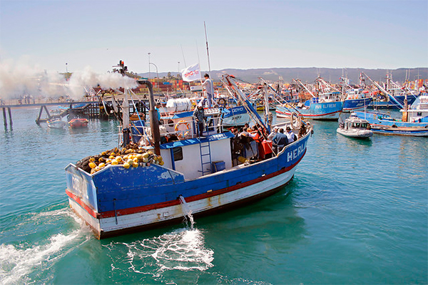 Asipes lamenta moción que promueve captura "a mano" de recursos pesqueros industriales