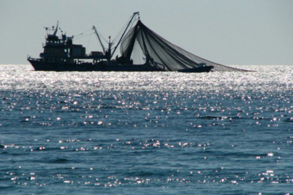 Trabajadores pesqueros del Biobío paralizan por proyecto que limita pesca de la jibia