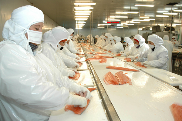 Resultados de Australis al primer trimestre sufren efecto de menores precios y caída en volumen de cosecha