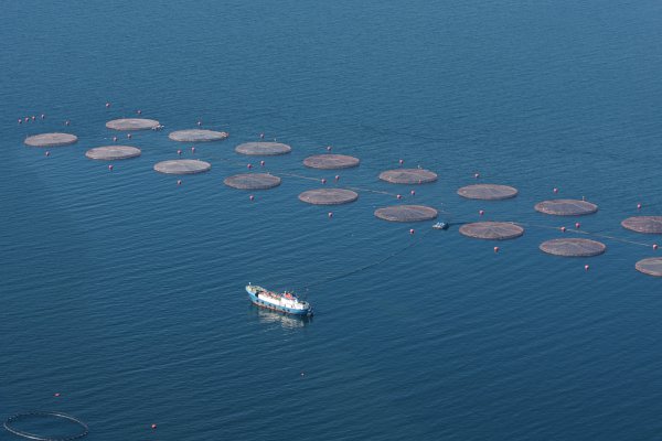Chile y Noruega acapararían 93% de la producción mundial de salmón en diez años