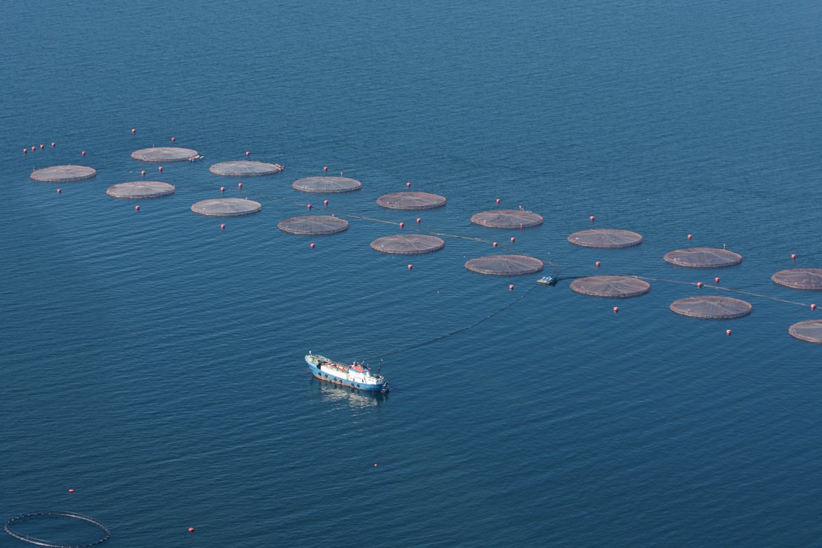 <p>Chile y Noruega acapararían 93% de la producción mundial de salmón en diez años</p>