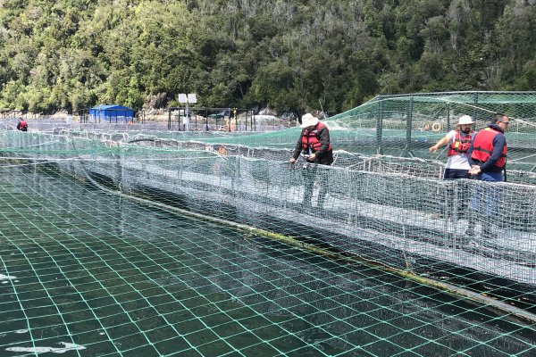 Salmones Austral informa exitoso cierre de negociación colectiva con sindicato