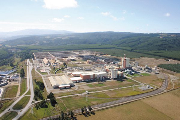 Arauco revierte pérdidas por mejor precio de la celulosa y gana US$ 197 millones