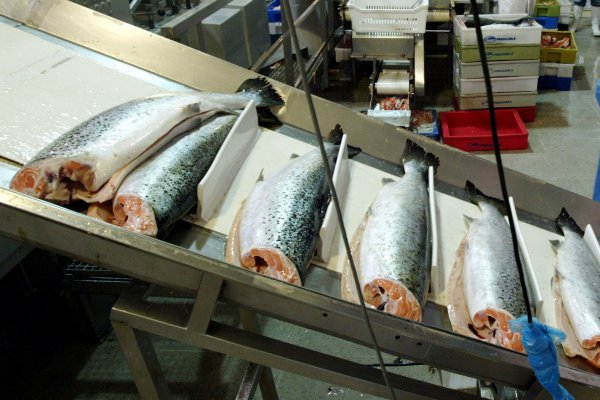 Tasa del bono de salmonera Nova Austral se dispara a más de 9% tras advertir salto en costos de producción