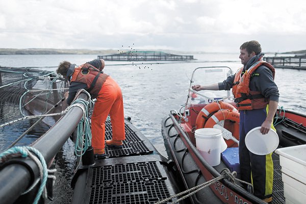 Suprema declara ilegal vertimiento de salmones en Los Lagos y establece dos meses para aplicar medidas
