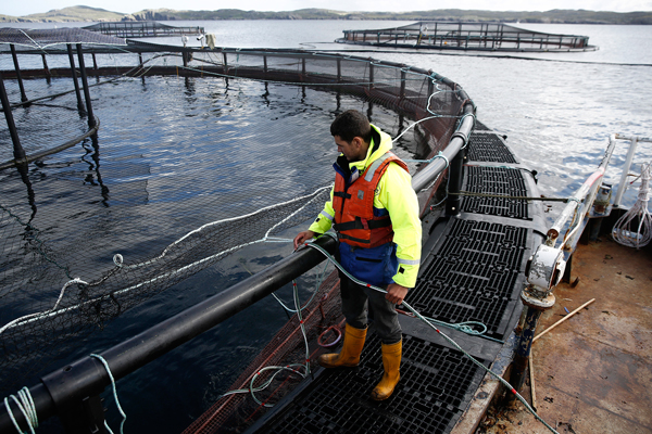 Caducidad de permisos ambientales pone en alerta a industria salmonera en Magallanes