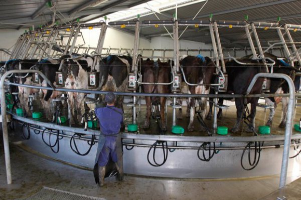 Watt’s y Soprole en alerta por denominación de origen de la leche