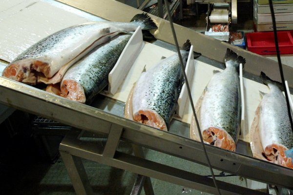 Otra de AquaChile, ahora se asocia con firma global de biotecnología para mejorar genética de salmones