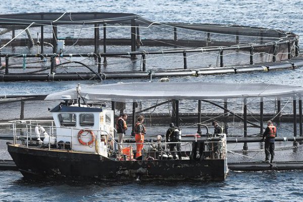 Salmoneras, uno de los sectores más rentables en bolsa este semestre