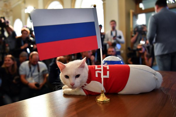 El gato Aquiles aspira a ser el sucesor del pulpo Paul