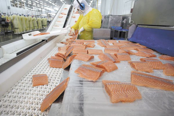 Marine Harvest sufre fuga de salmones: intendencia advierte pérdida de concesión