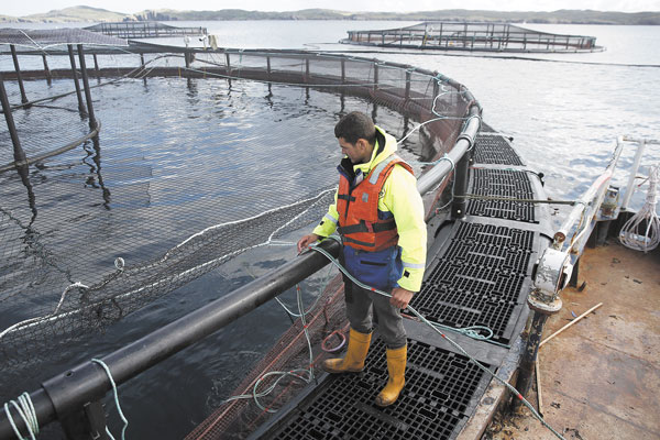Fuga de salmones de Marine Harvest equivale a más de diez veces sus pérdidas en 2017 por estos eventos