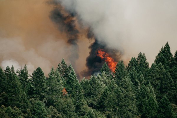 FNE acusa ante el TDLC cartel de empresas de combate y extinción de incendios forestales