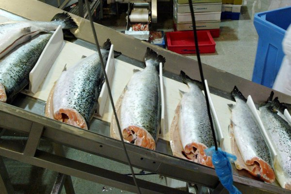 Fuga de salmones: SMA dio 30 días a Marine Harvest para implementar medidas de contingencia