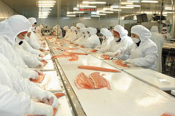 Artesanales presentan querella criminal por escape de salmones