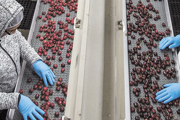 Fedefruta ve que retornos por cerezas de menor tamaño no cubren costos