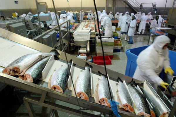 Fuga de salmones: Marine Harvest contrata consultora para transparentar recaptura de pescadores artesanales