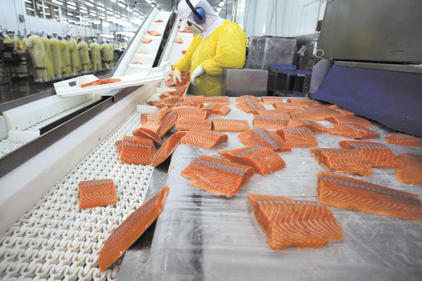 Fuga de salmones: Marine Harvest aclara que capturas hechas de forma directa es de 5,5% de la biomasa