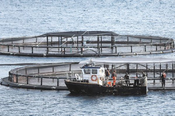 Gobierno permitirá mayor crecimiento a salmoneras que usen menos antibióticos
