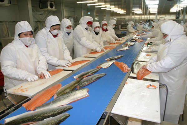 Super del Medio Ambiente formuló cargos contra Marine Harvest por fuga de salmones